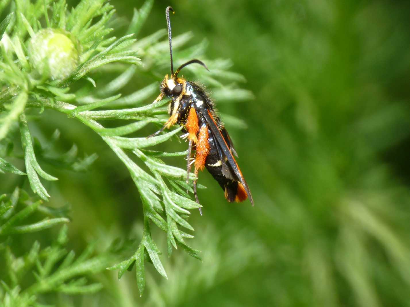 Sesiidae? S. Pyropteron chrysidiformis